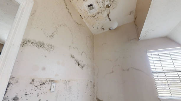 Best Mold Remediation for Healthcare Facilities  in Pollock Pines, CA