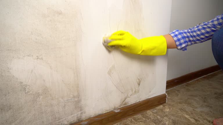 Best Mold Documentation for Insurance Claims  in Pollock Pines, CA
