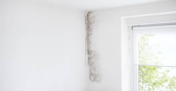 Best Biohazard Mold Removal  in Pollock Pines, CA