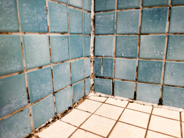 Best Post-Construction Mold Inspection  in Pollock Pines, CA