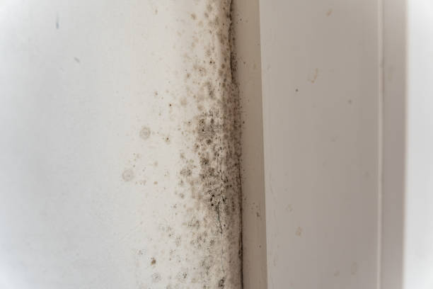 Best Crawl Space Mold Remediation  in Pollock Pines, CA